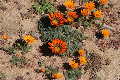 Gazania leiopoda