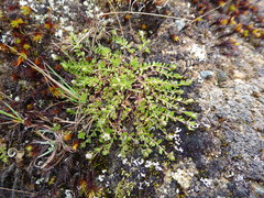 Wahlenbergia peruviana