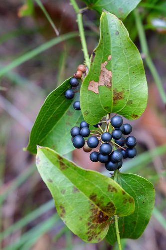 Smilax australis R.Br.