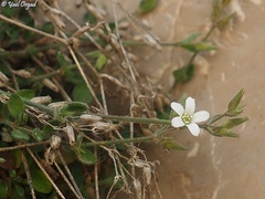 Arenaria deflexa