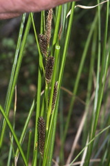 Carex dipsacea