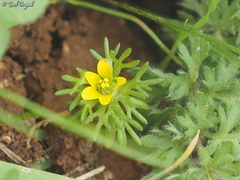 Ceratocephala falcata