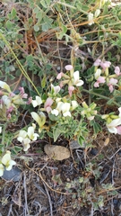 Acmispon grandiflorus grandiflorus