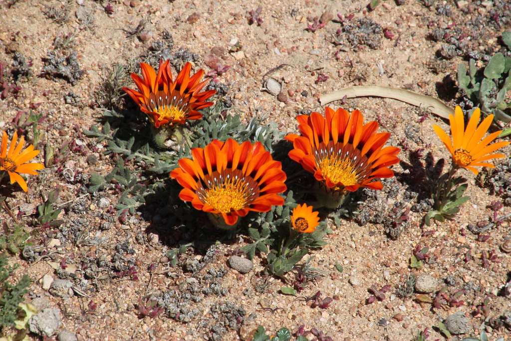 Magnificent Gazania