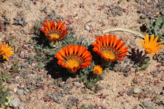 Gazania leiopoda