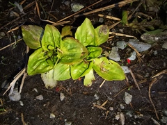 Plantago major