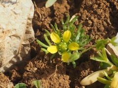 Ceratocephala falcata