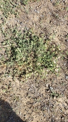 Acmispon grandiflorus grandiflorus