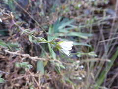 Drymaria stereophylla