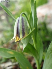 Fritillaria hermonis