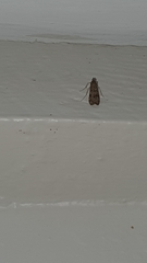 Nomophila noctuella