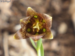 Fritillaria hermonis