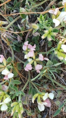 Acmispon grandiflorus grandiflorus