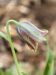 Fritillaria hermonis