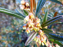 Miconia salicifolia