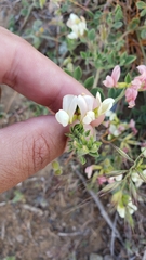 Acmispon grandiflorus grandiflorus