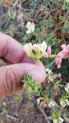Acmispon grandiflorus grandiflorus