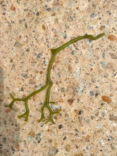 Codium cylindricum observed 2021-04-30