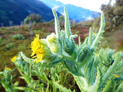 Senecio chavanilloensis