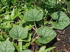 Trichosanthes scabra