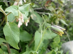 Fritillaria hermonis