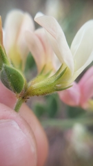 Acmispon grandiflorus grandiflorus
