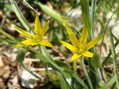 Gagea commutata