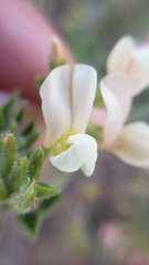 Acmispon grandiflorus grandiflorus