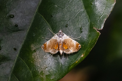 Trichophysetis pulchella