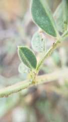 Acmispon grandiflorus grandiflorus