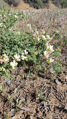 Acmispon grandiflorus grandiflorus