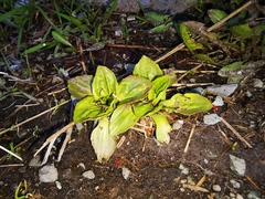 Plantago major