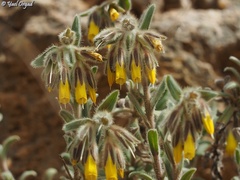 Onosma frutescens