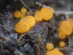 Cheilymenia coprinaria