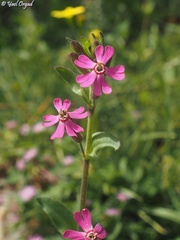 Silene damascena