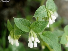 Symphytum brachycalyx