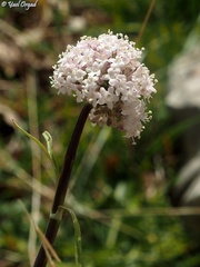 Valeriana italica