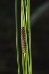 Carex dipsacea