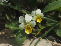 Viola modesta