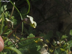 Viola modesta