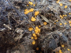 Cheilymenia coprinaria