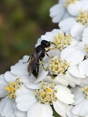 Ectemnius borealis