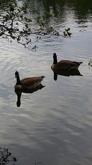 Branta canadensis