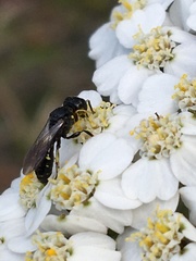 Ectemnius borealis