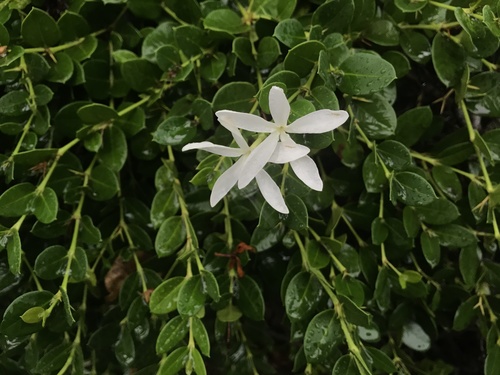 Carissa macrocarpa
