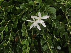 Carissa macrocarpa