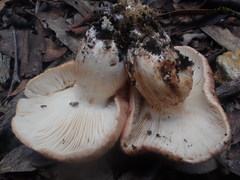 Tricholoma austrocolossus