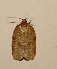 Choristoneura obsoletana