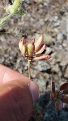 Lomatium hooveri