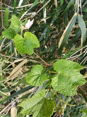 Ampelopsis glandulosa heterophylla